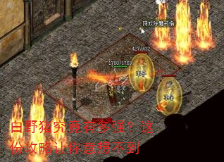 白野猪究竟有多强?这份攻略让你意想不到 白野猪究竟有多强?这份攻略让你意想不到